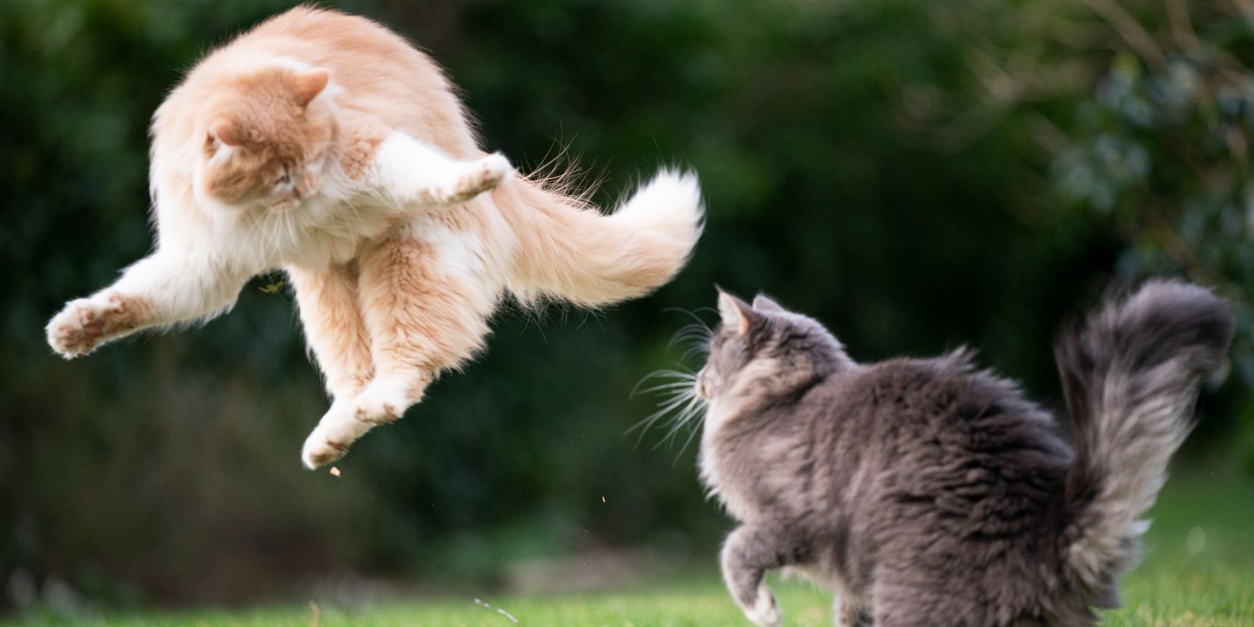Are Your Feline Friends Fighting or Just Playing?