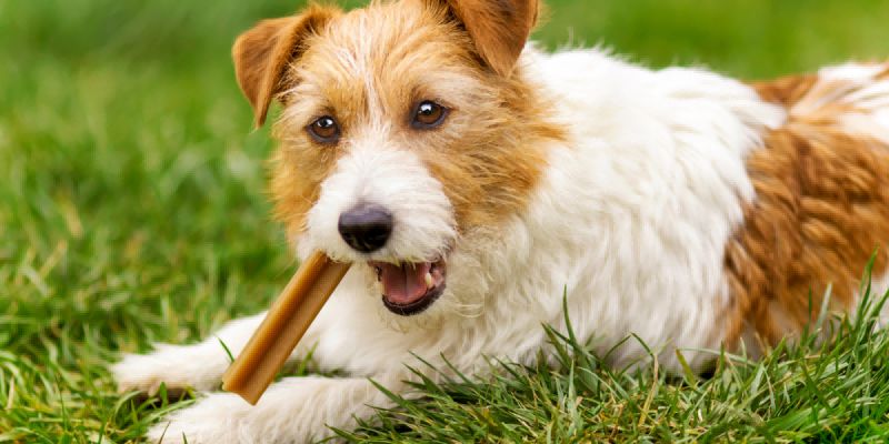 What to Do When Your Dog Refuses Dental Care