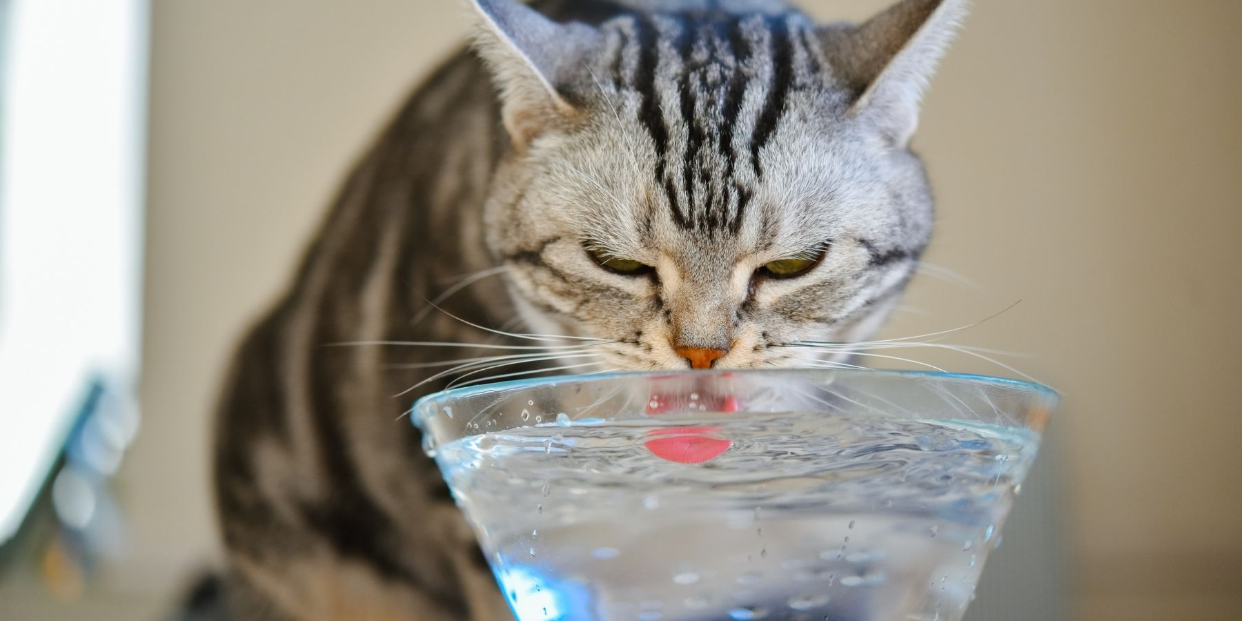 8 Tips To Get Your Cat To Drink More Water